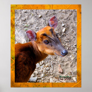 Baby Deer Poster