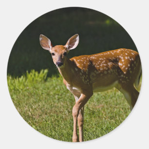 Baby Deer Runder Aufkleber
