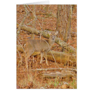 Baby Deer's Erster Winter