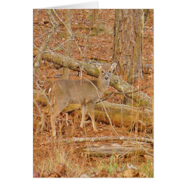 Baby Deer's Erster Winter (Vorne)