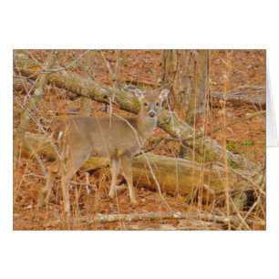 Baby Deer's Erster Winter