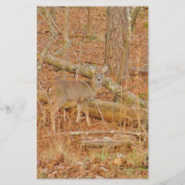 Baby Deer's Erster Winter Briefpapier (Vorderseite)