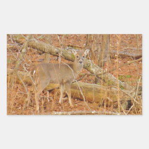 Baby Deer's Erster Winter Rechteckiger Aufkleber