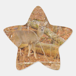 Baby Deer's Erster Winter Stern-Aufkleber
