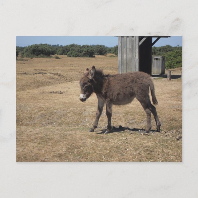 Baby-Donkey-Foal Postkarte (Vorderseite)