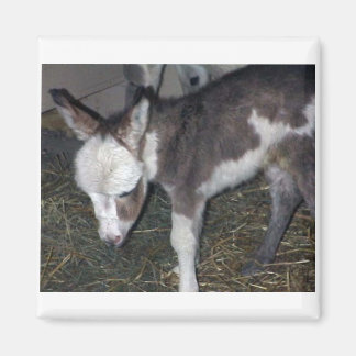 BABY DONKEY MAGNET