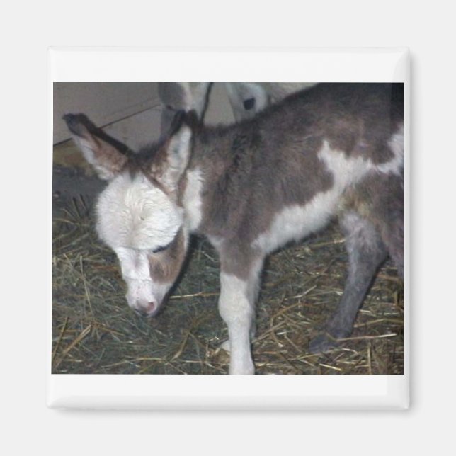 BABY DONKEY MAGNET (Vorne)