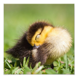 Baby Duck Schlafen Fotodruck