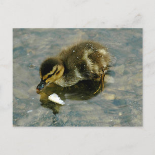 Baby Duckling Postcard Postkarte