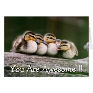 Baby Ducks