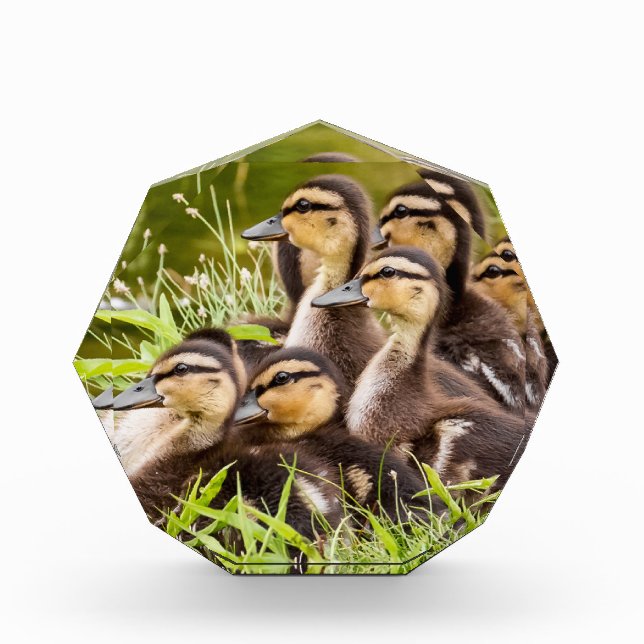Baby Ducks Fotoblock (Vorderseite)