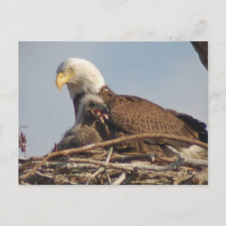 Baby Eagle 2011 Postkarte