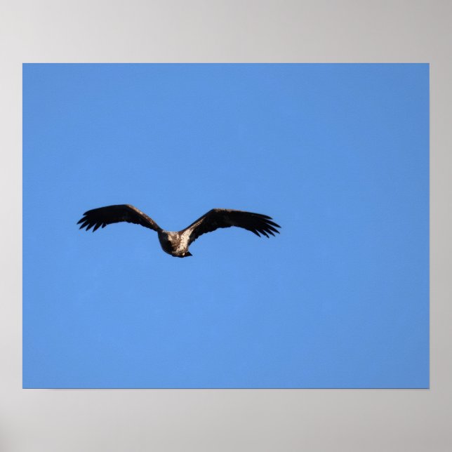 Baby Eagle! Poster (Vorne)