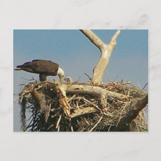 Baby Eagle! Postkarte
