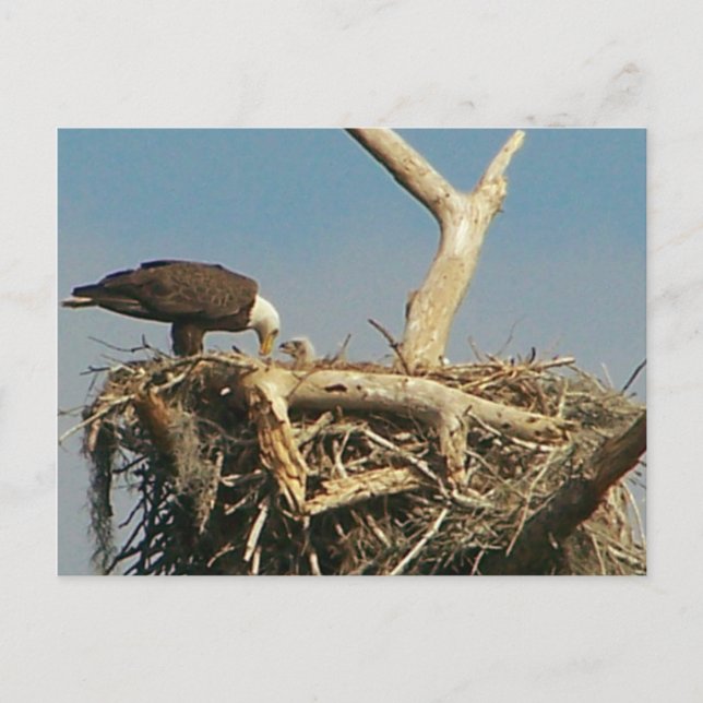 Baby Eagle! Postkarte (Vorderseite)