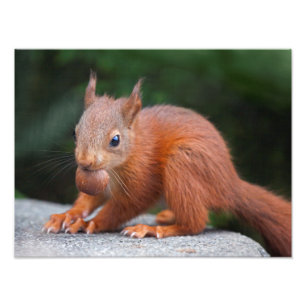 Baby Eichhörnchen mit Nussdruck Fotodruck
