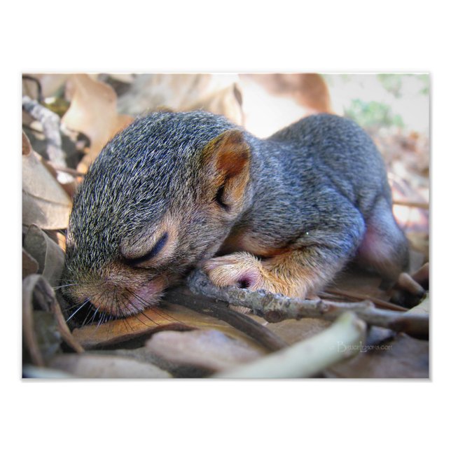 Baby Eichhörnchen Schlafen Fotodruck (Vorne)