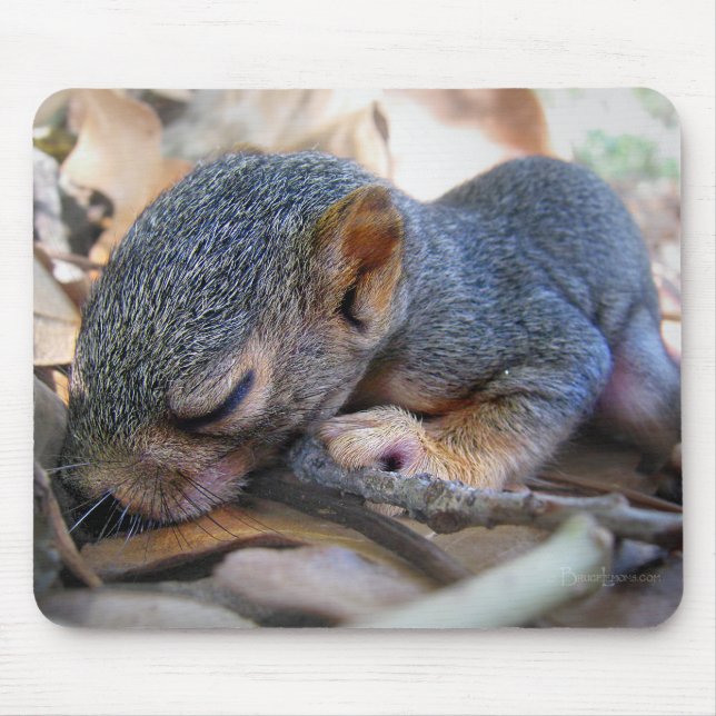 Baby Eichhörnchen Schlafen Mousepad (Vorne)