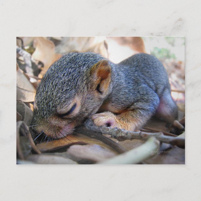 Baby Eichhörnchen Schlafen Postkarte (Vorderseite)