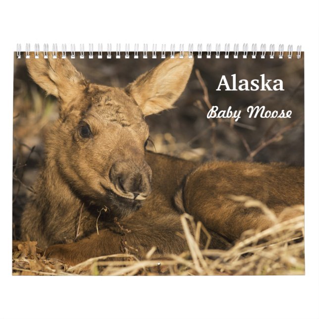 Baby-Elche Kalender (Titelbild)