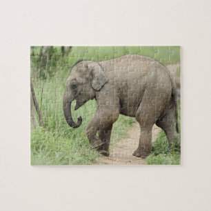 Baby-Elefant folgt der Mutter,Corbett