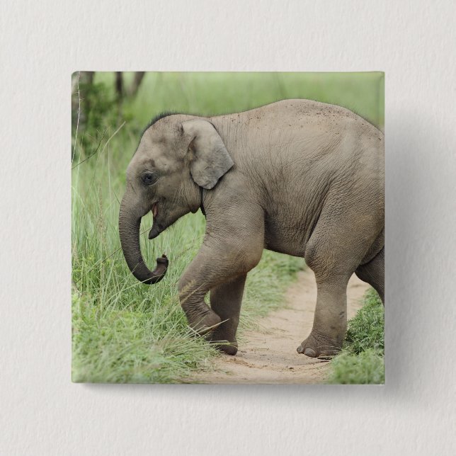 Baby-Elefant folgt der Mutter,Corbett Button (Vorderseite)