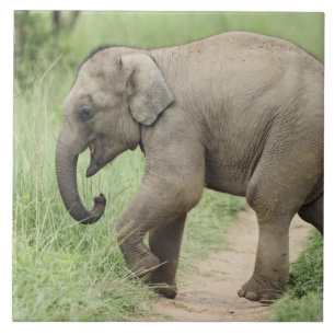 Baby-Elefant folgt der Mutter,Corbett Fliese