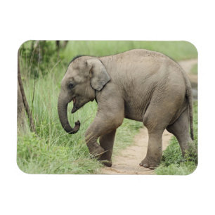 Baby-Elefant folgt der Mutter,Corbett Magnet