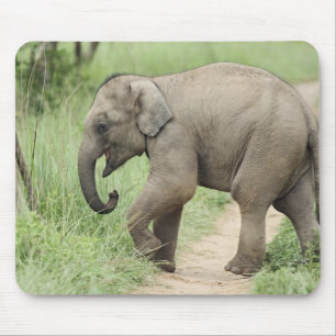 Baby-Elefant folgt der Mutter,Corbett Mousepad