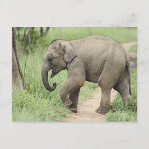 Baby-Elefant folgt der Mutter,Corbett Postkarte