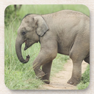 Baby-Elefant folgt der Mutter,Corbett Untersetzer