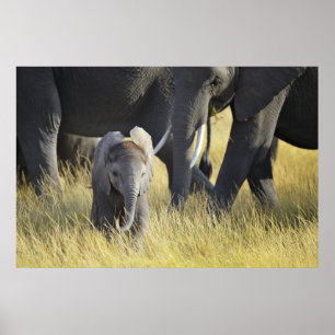 Baby-Elefant Poster