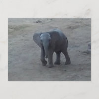 Baby-Elefant-Postkarte - durch Farn-Savanne
