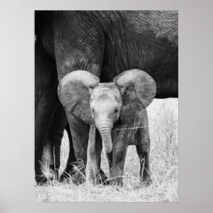 Baby Elefant Schwarz Weiß Wildtiere Poster