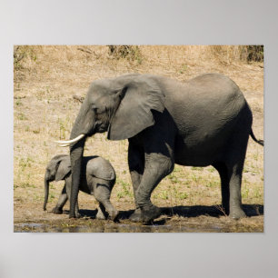 Baby-Elefant und Mutter Poster