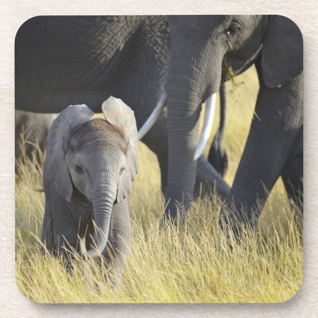 Baby-Elefant Untersetzer (Vorderseite)