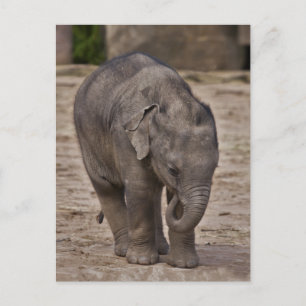 Baby-Elefanten-Postkarte Postkarte