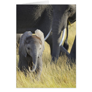 Baby Elephant