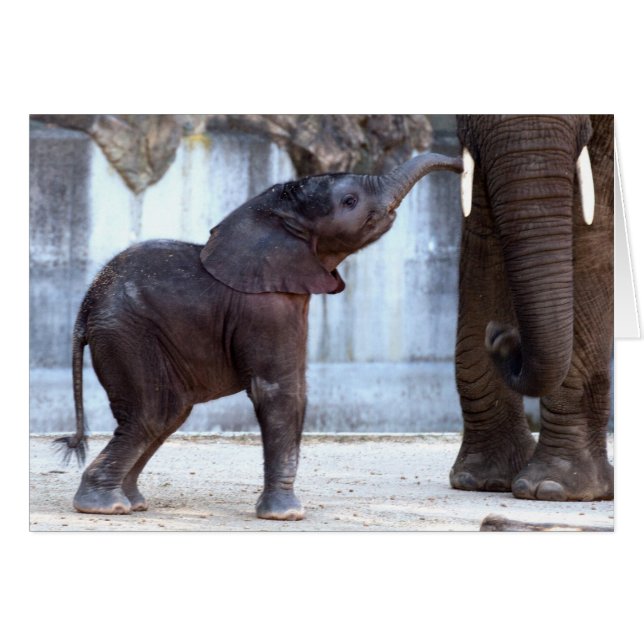 Baby Elephant (Vorderseite (Horizontal))