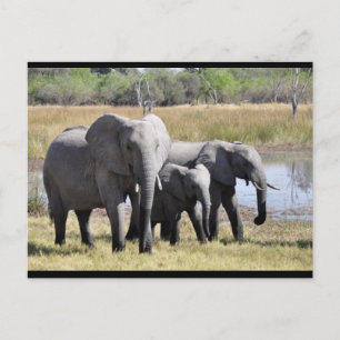 Baby Elephant et carte postale familiale