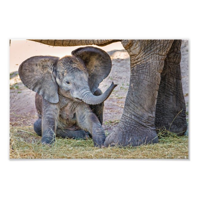 Baby Elephant Fotodruck (Vorne)