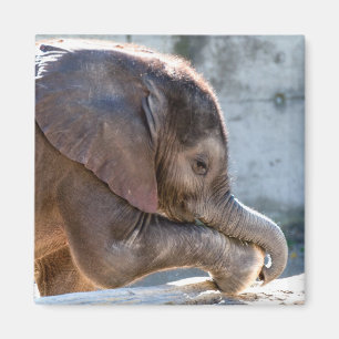 Baby Elephant Magnet