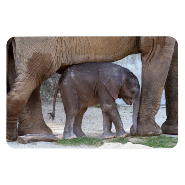 Baby Elephant Magnet (Horizontal)