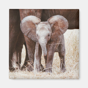 Baby Elephant Niedlicher afrikanischer Elefant mit Magnet