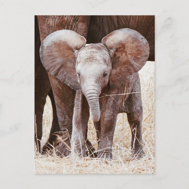 Baby Elephant Niedlicher afrikanischer Elefant mit Postkarte (Vorderseite)
