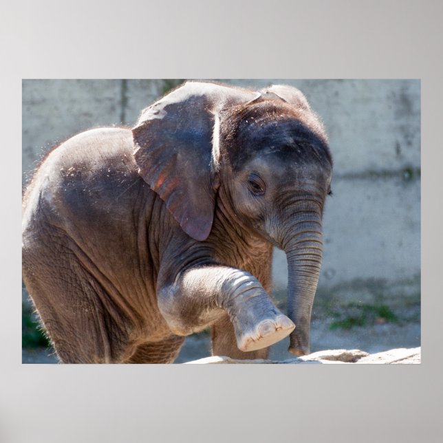 Baby Elephant Poster (Vorne)