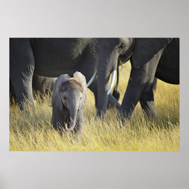 Baby Elephant Poster (Vorne)