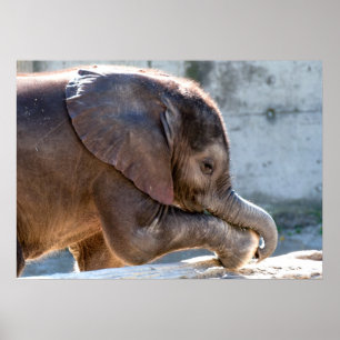 Baby Elephant Poster