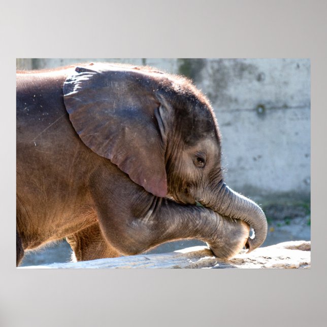 Baby Elephant Poster (Vorne)