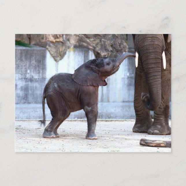 Baby Elephant Postkarte (Vorderseite)
